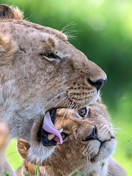 The Daily Treat: 7 Reasons to Celebrate Earth Day| Animals & Pets, Zoo Animals