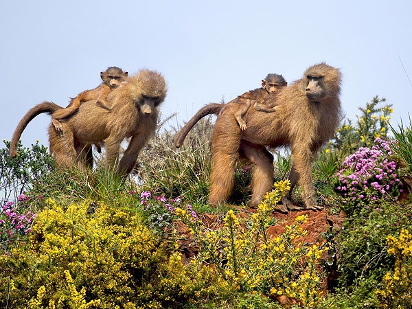 The Daily Treat: 7 Reasons to Celebrate Earth Day| Animals & Pets, Zoo Animals