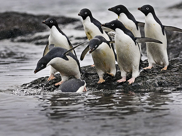 The Daily Treat: 7 Reasons to Celebrate Earth Day| Animals & Pets, Zoo Animals