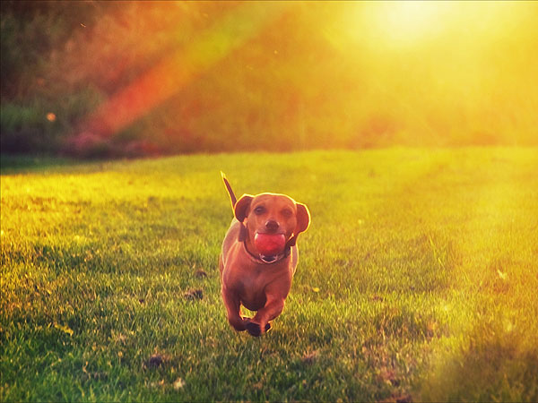 Mean Girls 10th Anniversary: 5 Dogs Still Trying to Make Fetch Happen| Animals & Pets, Dogs, Mean Girls