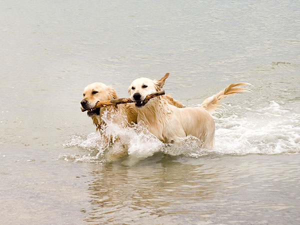 Mean Girls 10th Anniversary: 5 Dogs Still Trying to Make Fetch Happen| Animals & Pets, Dogs, Mean Girls