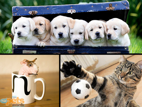 PEOPLE Pets Awards 2014: Show Us Your Favorite Pet Photos