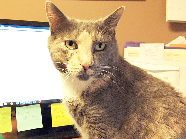 Adopt a Cat: Juliette in New Hampshire
