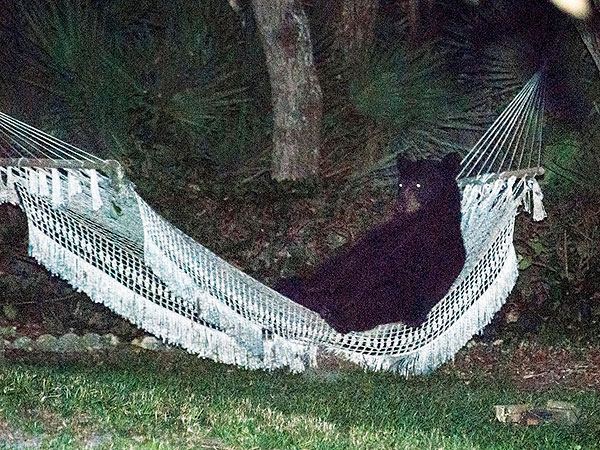 Funny Video: Clumsy Cat Finally Masters Its Hammock| Animals & Pets, Funny Pet Videos, Funny Pets, Pet Videos