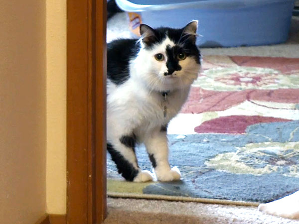 Owner Calls 911 After Florida Cat Terrorizes Couple| Animals & Pets, Cats, Animals & Pets, Pet News, Pet Videos