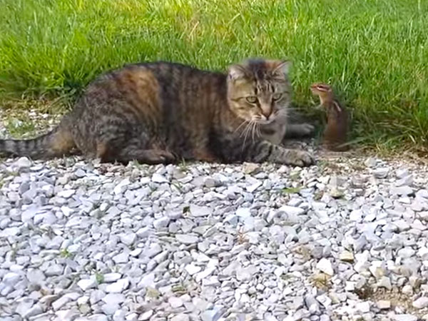 This Is Just a Video of a Chipmunk Eating a Peanut While Dangling from a String| Animals & Pets, Around the Web