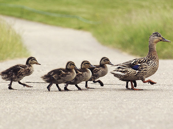 New Hampshire Driver Gets Ticket Trying to Help Orphaned Ducklings