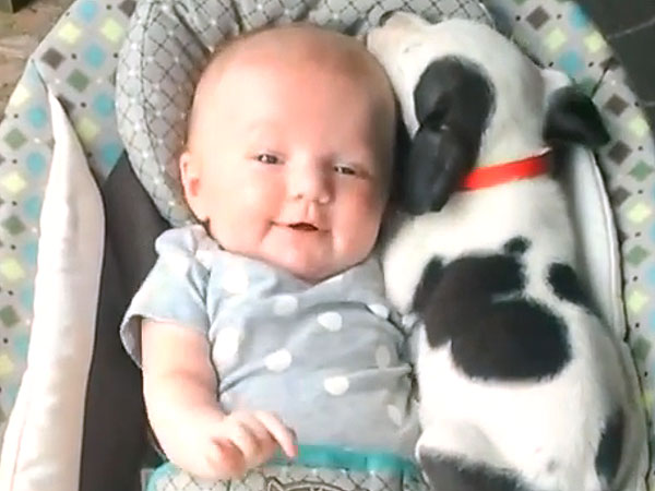 Kitten and Pit Bull Share Sweet, Cuddly Kisses| Cute Pets, Dogs, Funny Pet Videos, Pet Videos, Cats