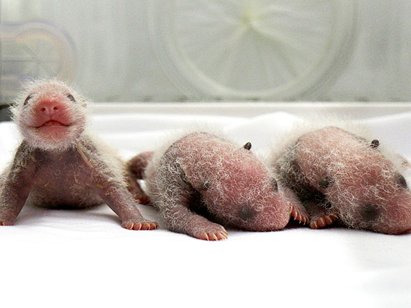 Panda Triplets Born in China: Photo
