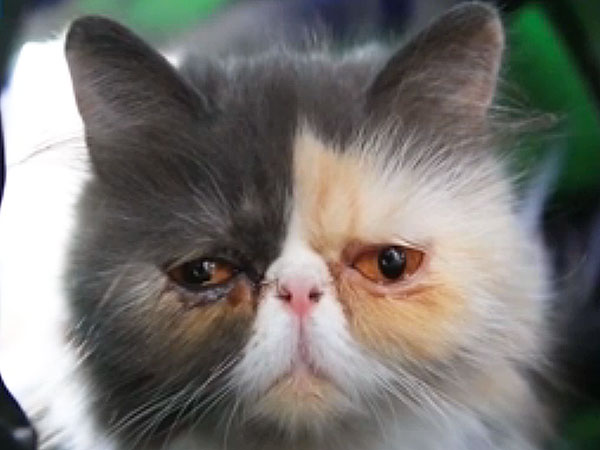 Meet Pixie the Sad Looking Cat: Photo