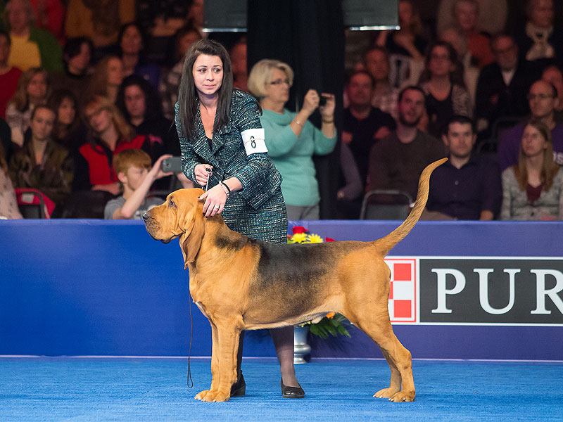 National Dog Show Champ Nathan The Bloodhound National Dog Show Champ Nathan The Bloodhound