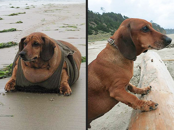 Thin-spiration 2014: Pets Who Achieved Double Digit Weight Loss| Cats, Dogs, Unusual Pets, Cute Pets, Funny Pets, People. com Franchises
