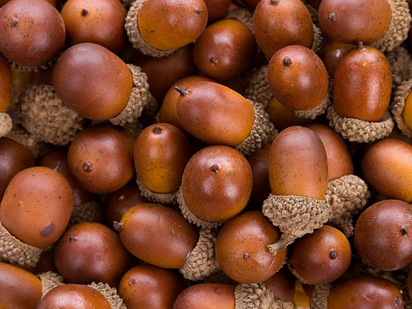 In Honor of The Nut Job: A Ranking of Every Single Kind of Nut| Nuts, The Nutty Professor (Movie - 1996), Peanuts, Food, Chris Pine