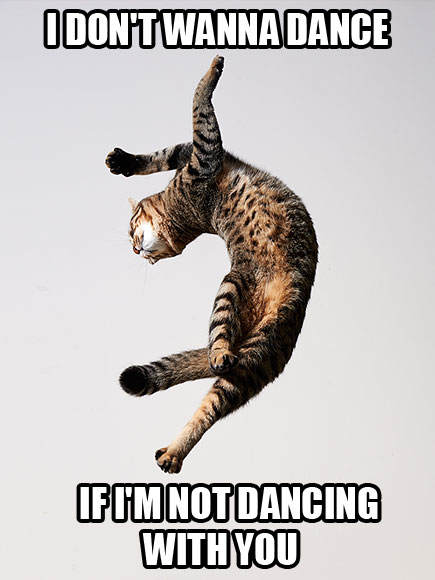 In Which We Use Cats to Explain Taylor Swift Songs| Animals & Pets, Cats, Grammy Awards 2014, Individual Class