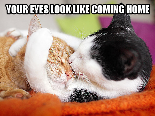 In Which We Use Cats to Explain Taylor Swift Songs| Animals & Pets, Cats, Grammy Awards 2014, Individual Class