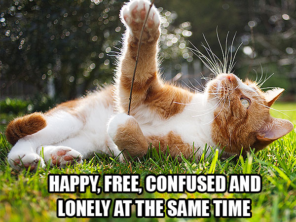 In Which We Use Cats to Explain Taylor Swift Songs| Animals & Pets, Cats, Grammy Awards 2014, Individual Class