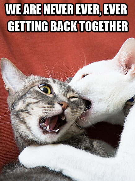 In Which We Use Cats to Explain Taylor Swift Songs| Animals & Pets, Cats, Grammy Awards 2014, Individual Class