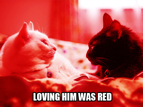In Which We Use Cats to Explain Taylor Swift Songs| Animals & Pets, Cats, Grammy Awards 2014, Individual Class