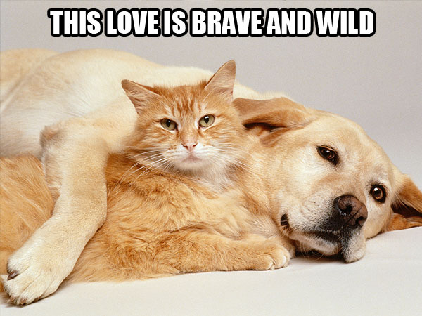 In Which We Use Cats to Explain Taylor Swift Songs| Animals & Pets, Cats, Grammy Awards 2014, Individual Class