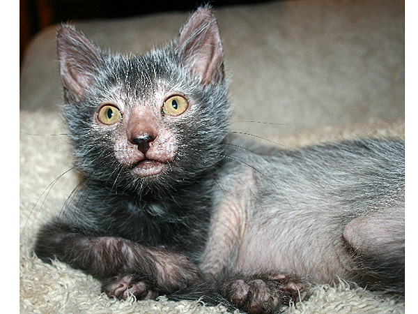Family Calls 911 After 22-Pound Cat Attacks Baby, Traps Owners in Bedroom| Babies, Cats, Real People Stories, Animals & Pets, Cats, Exotic Animals & Pets, Pet News, Events