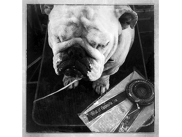 PHOTOS: What It Looks Like When You Sneak an iPhone Backstage at Westminster| Westminster Kennel Club Dog Show
