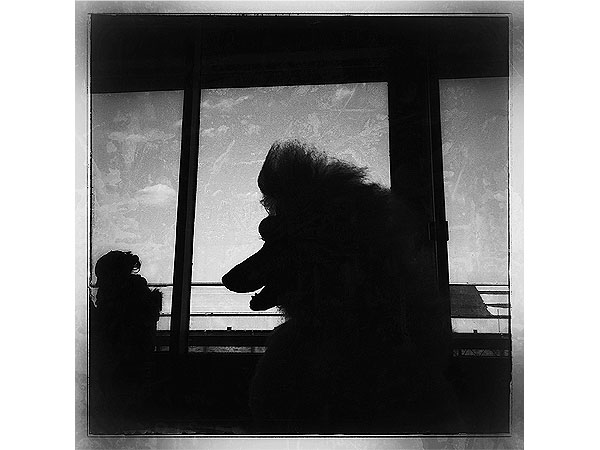 PHOTOS: What It Looks Like When You Sneak an iPhone Backstage at Westminster| Westminster Kennel Club Dog Show