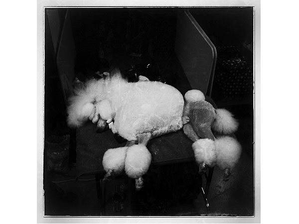 PHOTOS: What It Looks Like When You Sneak an iPhone Backstage at Westminster| Westminster Kennel Club Dog Show