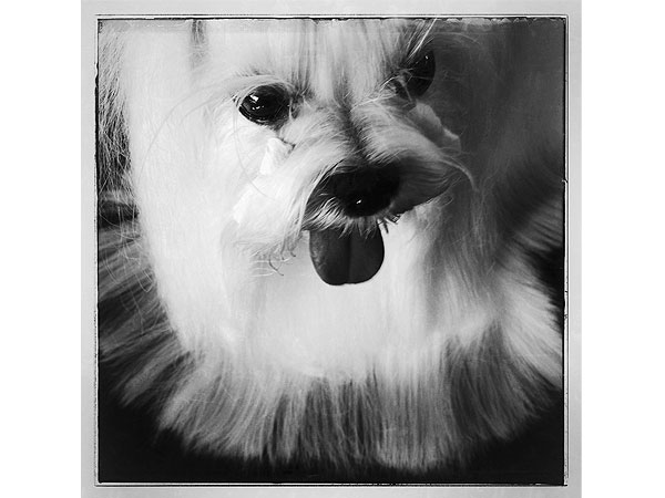 PHOTOS: What It Looks Like When You Sneak an iPhone Backstage at Westminster| Westminster Kennel Club Dog Show