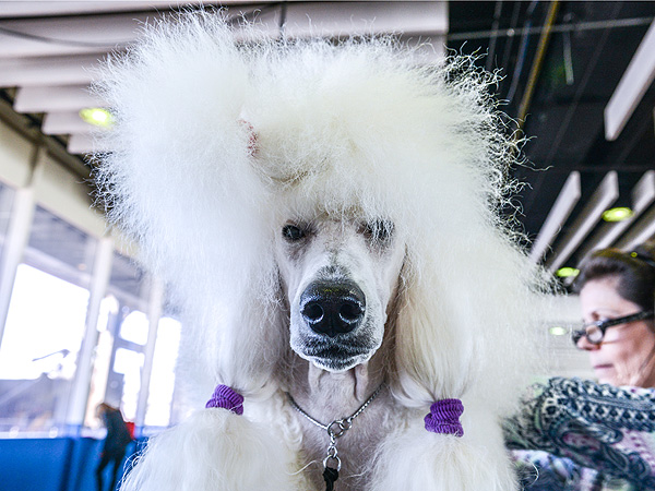 Chinese Dog Breeder Sells Twin Tibetan Mastiffs for $3 Million| Dogs, Westminster Kennel Club Dog Show