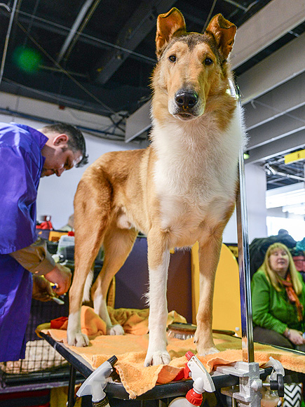 The Only 8 Photos You Need to See from the Westminster Dog Show| Dogs, Westminster Kennel Club Dog Show