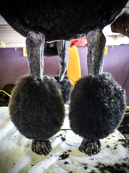 The Only 8 Photos You Need to See from the Westminster Dog Show| Dogs, Westminster Kennel Club Dog Show