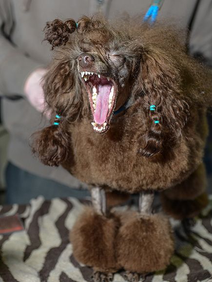 The Only 8 Photos You Need to See from the Westminster Dog Show| Dogs, Westminster Kennel Club Dog Show