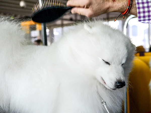 The Only 8 Photos You Need to See from the Westminster Dog Show| Dogs, Westminster Kennel Club Dog Show