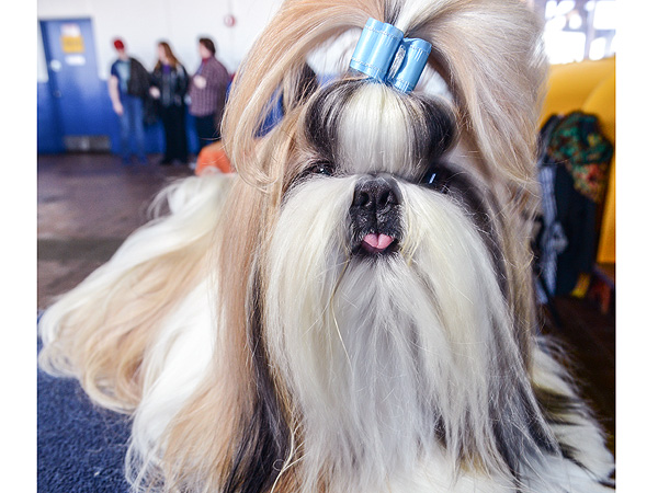 The Only 8 Photos You Need to See from the Westminster Dog Show| Dogs, Westminster Kennel Club Dog Show