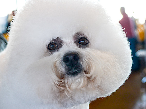 The Only 8 Photos You Need to See from the Westminster Dog Show| Dogs, Westminster Kennel Club Dog Show