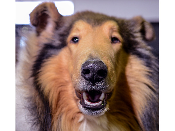 The Only 8 Photos You Need to See from the Westminster Dog Show| Dogs, Westminster Kennel Club Dog Show