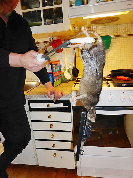 16-Inch 'Ratzilla' Terrorizing Swedish Family Finally Captured| Animals & Pets