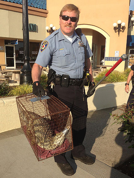 Crocodile Caught Wandering Around California Mall| Animals & Pets, Exotic Animals & Pets, Zoo Animals