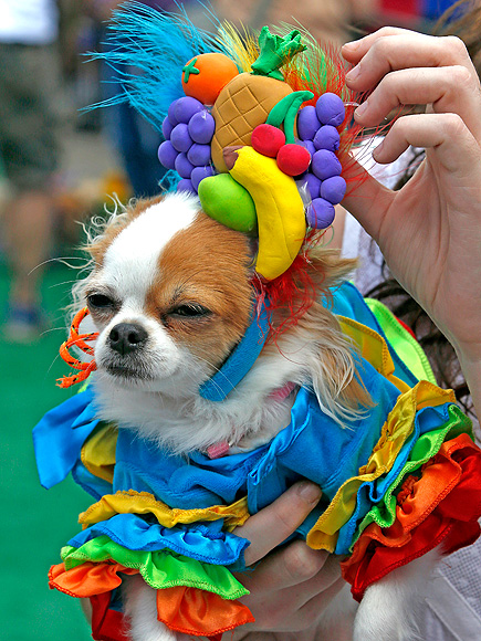 Cinco de Mayo Canine Celebration: 'Run of the Chihuahuas' (PHOTOS)| Pet Photo Special