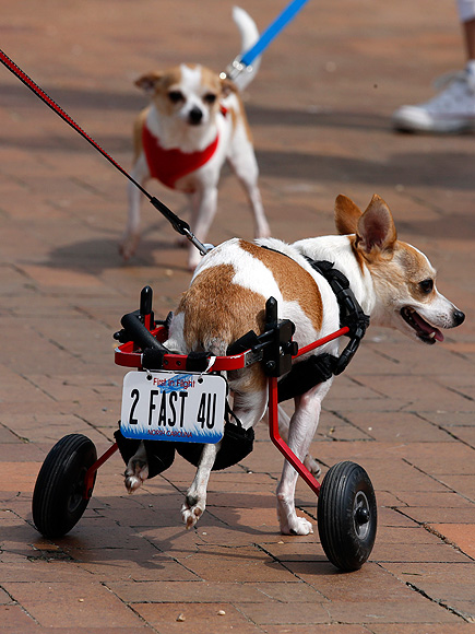 Cinco de Mayo Canine Celebration: 'Run of the Chihuahuas' (PHOTOS)| Pet Photo Special