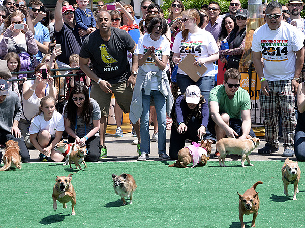 Cinco de Mayo Canine Celebration: 'Run of the Chihuahuas' (PHOTOS)| Pet Photo Special