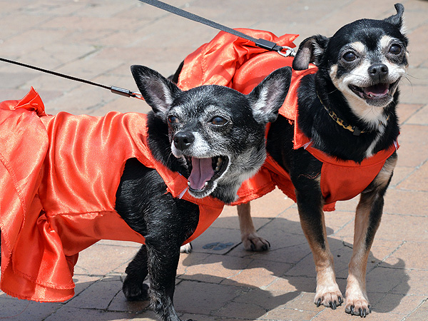 Cinco de Mayo Canine Celebration: 'Run of the Chihuahuas' (PHOTOS)| Pet Photo Special