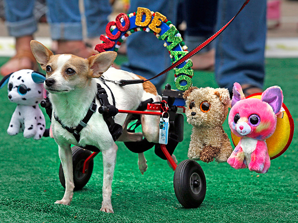 Cinco de Mayo Canine Celebration: 'Run of the Chihuahuas' (PHOTOS)| Pet Photo Special