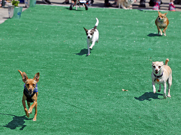 Cinco de Mayo Canine Celebration: 'Run of the Chihuahuas' (PHOTOS)| Pet Photo Special