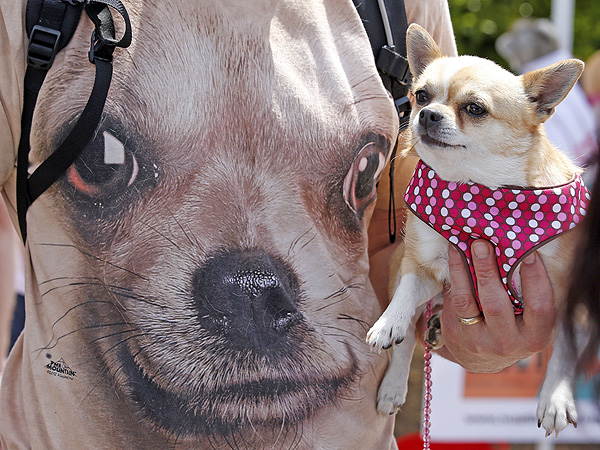 Cinco de Mayo Canine Celebration: 'Run of the Chihuahuas' (PHOTOS)| Pet Photo Special