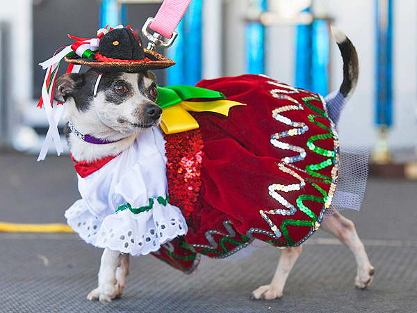 Cinco de Mayo Canine Celebration: 'Run of the Chihuahuas' (PHOTOS)| Pet Photo Special