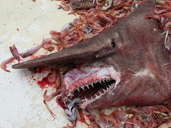 Happy Shark Week: Our Six Favorite Shark Videos of 2014 (So Far)| Exotic Animals & Pets, Shark Week, Around the Web