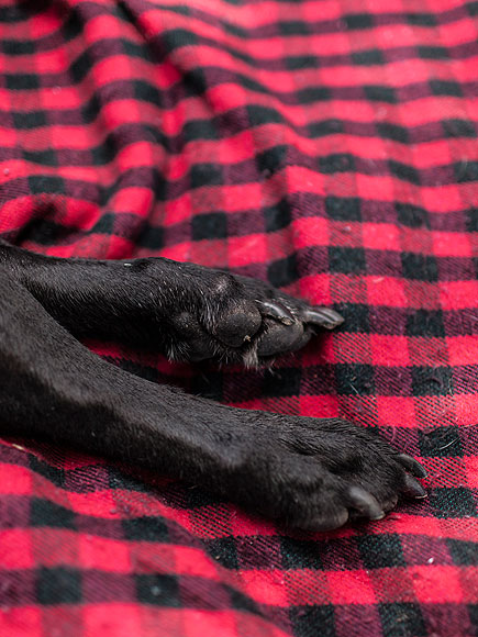 Photo Diary of Dog's Last Day Inspires Owners to Share Their Stories of Loving and Losing Pets| Animals & Pets, Dogs, Around the Web