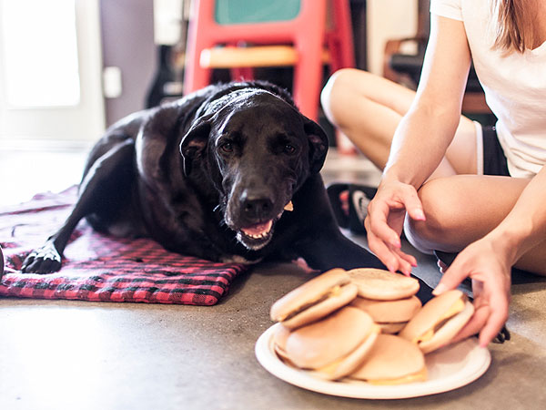 Photo Diary of Dog's Last Day Inspires Owners to Share Their Stories of Loving and Losing Pets| Animals & Pets, Dogs, Around the Web