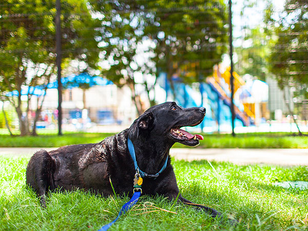 Photo Diary of Dog's Last Day Inspires Owners to Share Their Stories of Loving and Losing Pets| Animals & Pets, Dogs, Around the Web